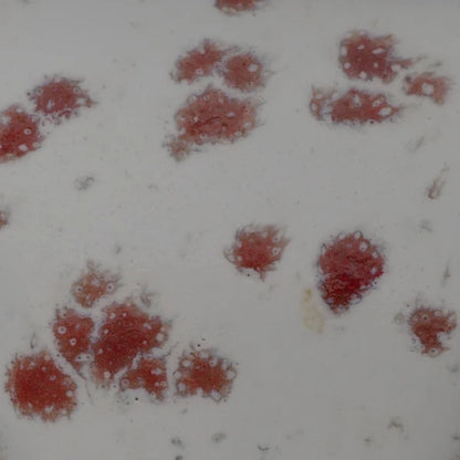 River Rock- Poppy Dots